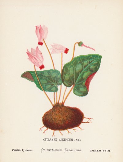 Wild Flowers of the Holy Land: Cyclamen Aleppicum, Ait; Persian Cyclamen by Hannah Zeller