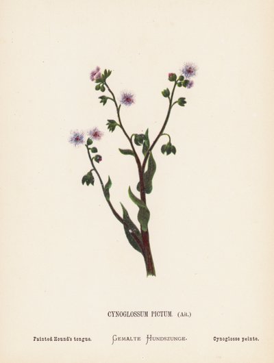 Wild Flowers of the Holy Land: Cynoglossum Pictum, Ait; Painted Hound