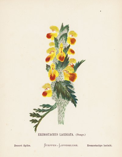 Wild Flowers of the Holy Land: Eremostachys Laciniata, Bunge; Desert Spike by Hannah Zeller