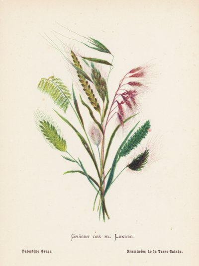 Wild Flowers of the Holy Land: Graser des hl Landes; Palestine Grass by Hannah Zeller