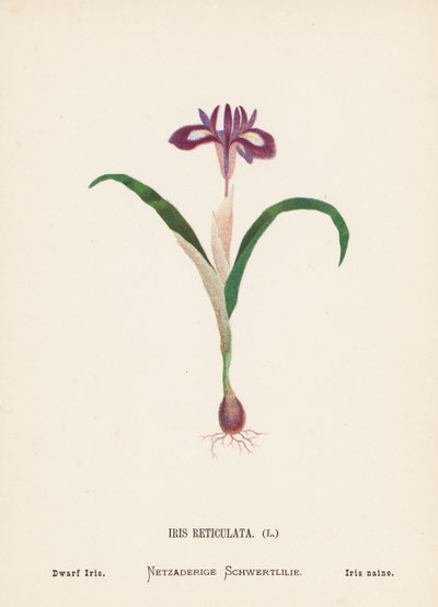 Wild Flowers of the Holy Land: Iris Reticulata; Dwarf Iris by Hannah Zeller