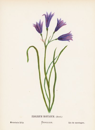 Wild Flowers of the Holy Land: Ixiolirium Montanum, Herb; Mountain Lily by Hannah Zeller