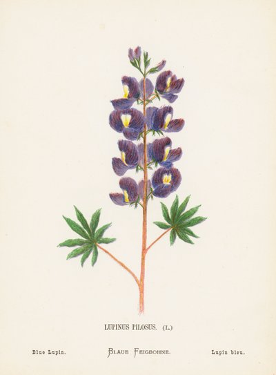 Wild Flowers of the Holy Land: Lupinus Pilosus; Blue Lupin by Hannah Zeller
