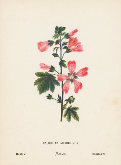 Wild Flowers of the Holy Land: Malope Malacoides; Mallow by Hannah Zeller