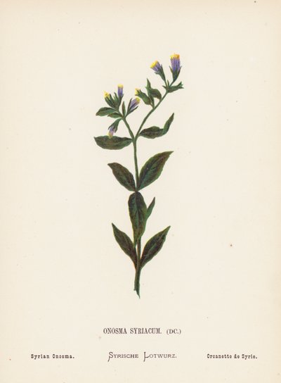 Wild Flowers of the Holy Land: Onosma Syriacum; Syrian Onosma by Hannah Zeller