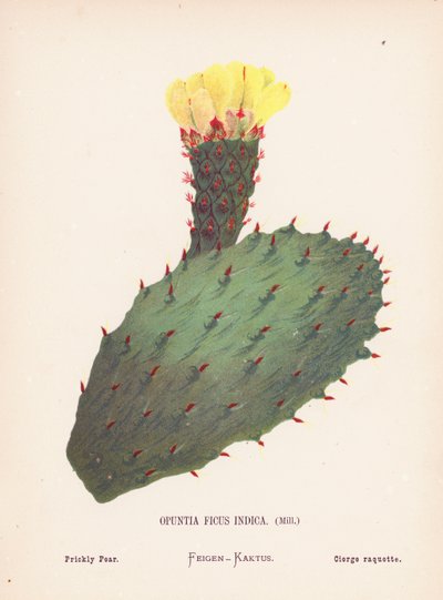 Wild Flowers of the Holy Land: Opuntia Ficus Indica, Mill; Prickly Pear by Hannah Zeller
