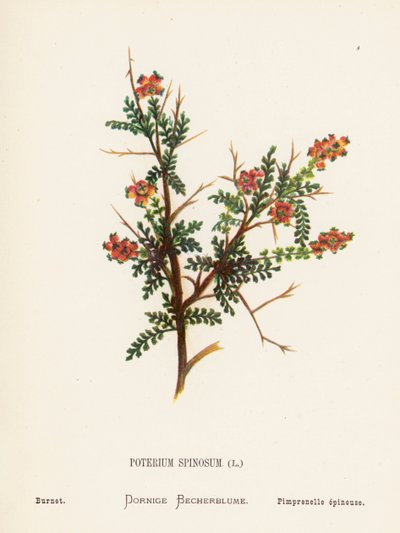 Wild Flowers of the Holy Land: Poterium Spinosum; Burnet by Hannah Zeller