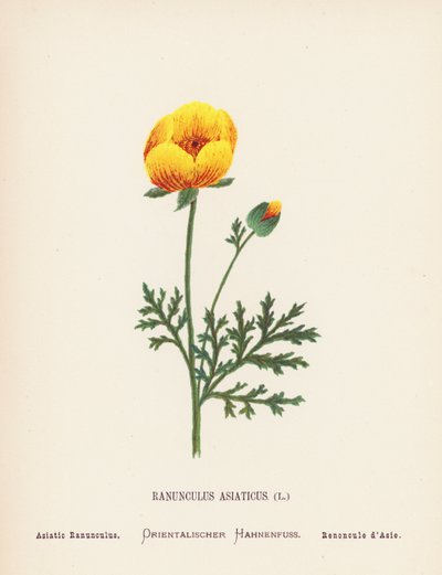 Wild Flowers of the Holy Land: Asiatic Ranunculus by Hannah Zeller
