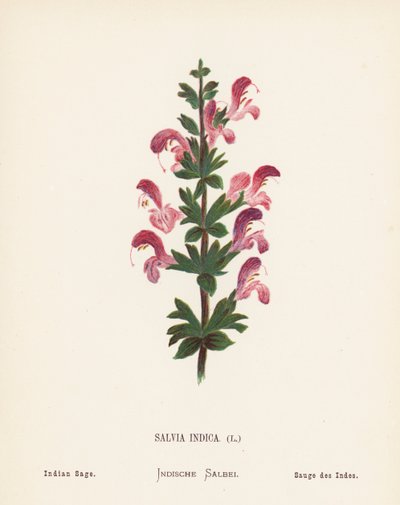 Wild Flowers of the Holy Land: Salvia Indica; Indian Sage by Hannah Zeller