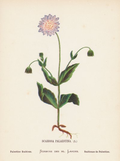 Wild Flowers of the Holy Land: Scabiosa Palaestina; Palestine Scabious by Hannah Zeller