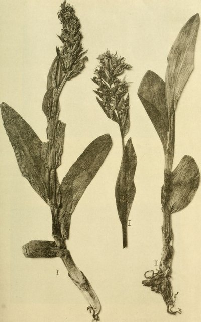 Annals of the Imperial Natural History Court Museum (1914) by Hans Fleischmann