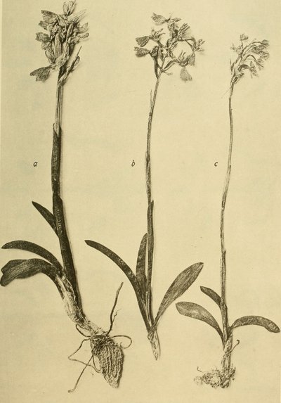 Annals of the Imperial Natural History Museum (1914) by Hans Fleischmann