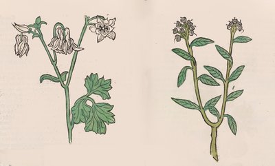 Herbarius - Gart der gesuntheit - Hortus sanitatis by Hans Schönsperger