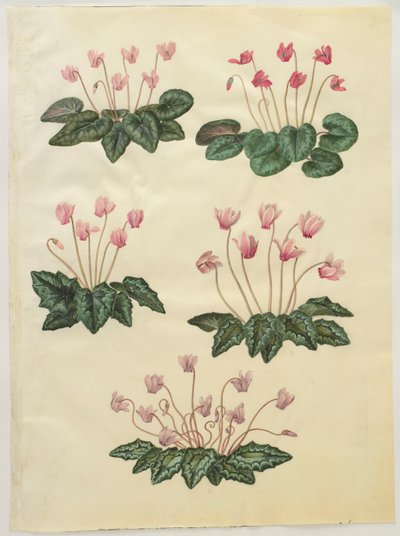 Cyclamen purprascens from the album Gottorfer Codex by Hans Simon Holtzbecher
