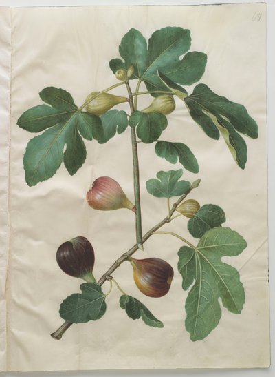 Ficus carica from the album Gottorfer Codex by Hans Simon Holtzbecher