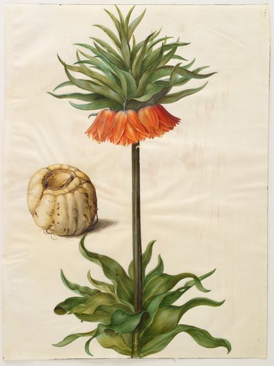 Fritilleria imperialis from the album Gottorfer Codex by Hans Simon Holtzbecher