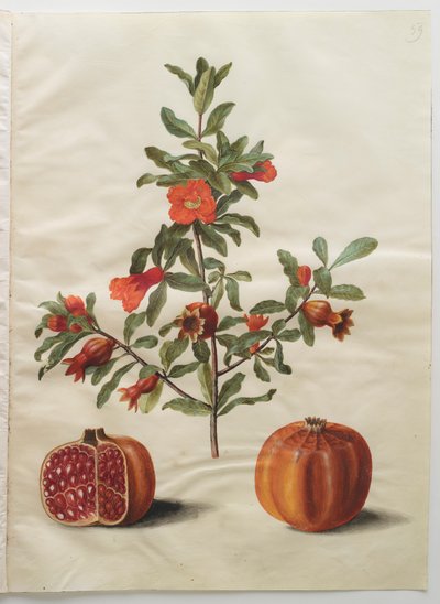 Punica granatum from the album Gottorfer Codex by Hans Simon Holtzbecher