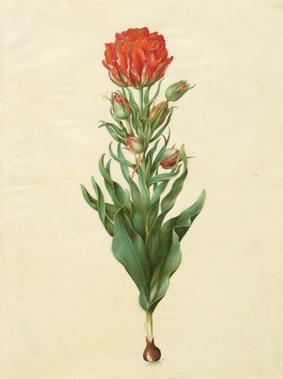 Tulipa gesneriana from the album Gottorfer Codex by Hans Simon Holtzbecher