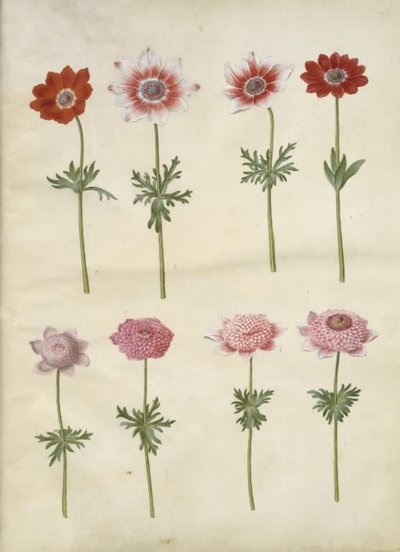 Anemone coronaria L. (French anemone); Anemone pavonina (peacock anemone) by Hans Simon Holtzbecker