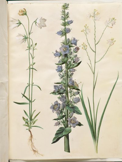 Campanula persicifolia (Peach-leaved Bellflower); Campanula pyramidalis (Pyramidal Bellflower); Anthericum ramosum (Branched St. Bernard