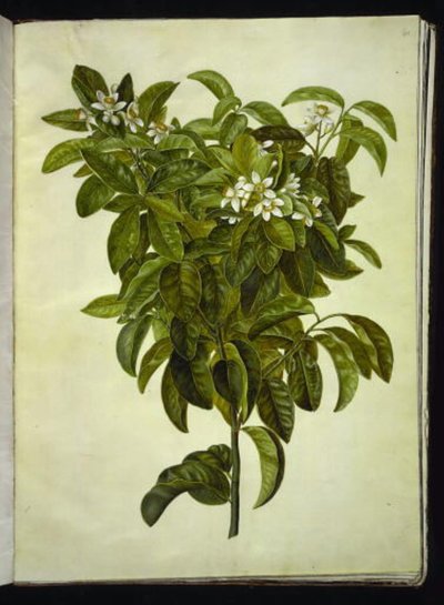 Citrus limon (Common Lemon) by Hans Simon Holtzbecker