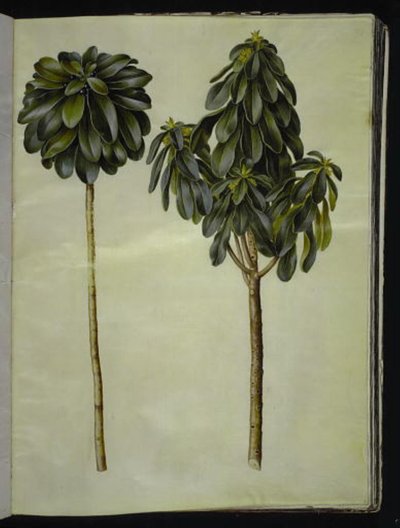 Daphne Laureola (Spurge-Laurel) by Hans Simon Holtzbecker