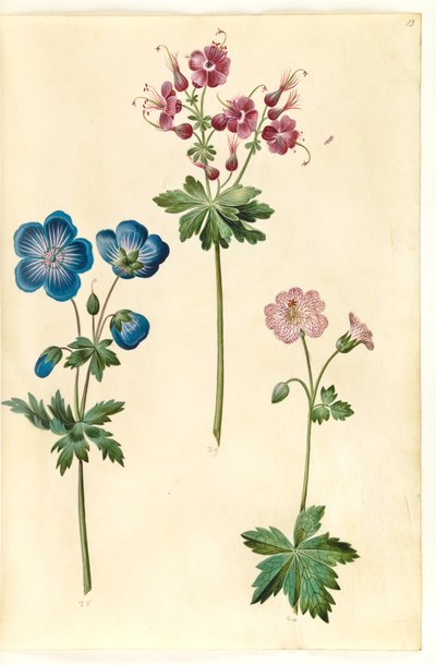 Geranium pratense; Geranium phaeum; Geranium versicolor by Hans Simon Holtzbecker