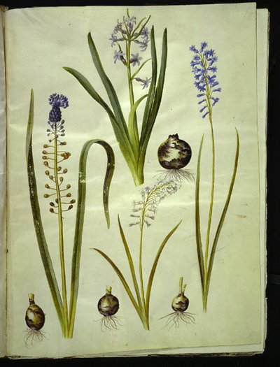 Hyacinthus orientalis (Common Hyacinth); Muscari comosum (Tassel Hyacinth); Brimeura amethystina (Pyrenean Hyacinth) by Hans Simon Holtzbecker