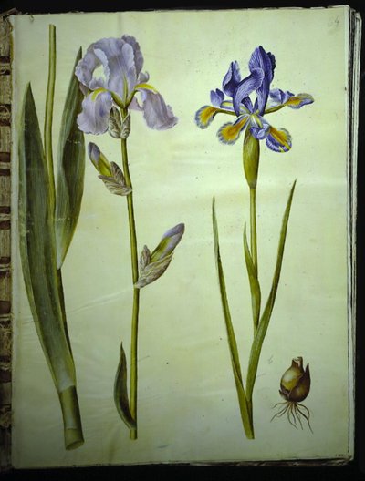 Iris ×germanica (garden iris); Iris xiphium (Spanish iris) by Hans Simon Holtzbecker