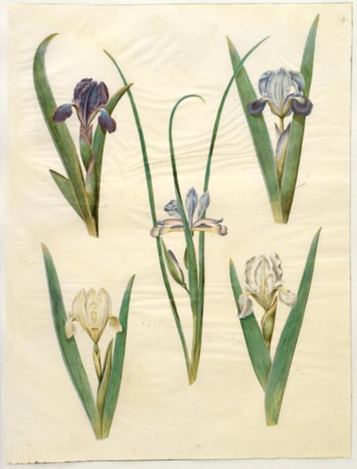 Iris pumila or Iris lutescens; Iris graminea by Hans Simon Holtzbecker