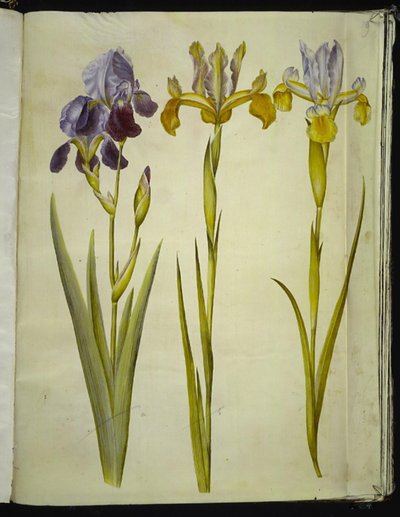 Iris ×sambucina (Elder Iris); Iris latifolia (English Iris) by Hans Simon Holtzbecker