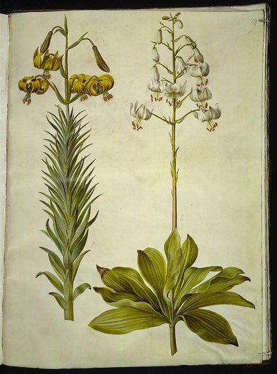 Lilium pyrenaicum (Pyrenean Lily); Lilium martagon (Martagon Lily) by Hans Simon Holtzbecker