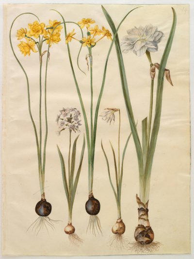 Narcissus jonquilla; Narcissus tazetta; Narcissus pseudonarcissus moschatus; Narcissus poeticus by Hans Simon Holtzbecker