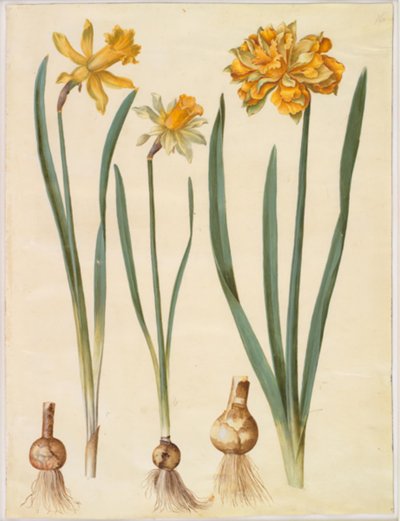 Narcissus pseudonarcissus major (Large Daffodil); Narcissus pseudonarcissus bicolor (Two-colored Daffodil); Narcissus pseudonarcissus by Hans Simon Holtzbecker