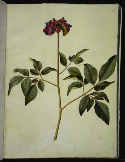 Paeonia mascula (male peony) by Hans Simon Holtzbecker