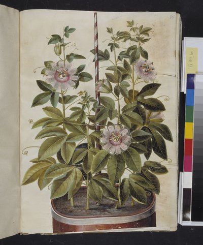 Passiflora incarnata (Passionflower) by Hans Simon Holtzbecker