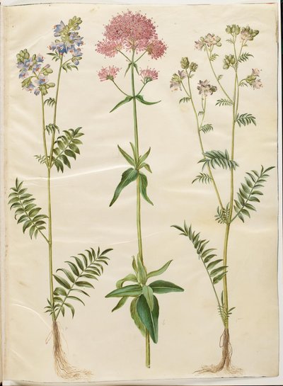 Polemonium caeruleum (Jacob
