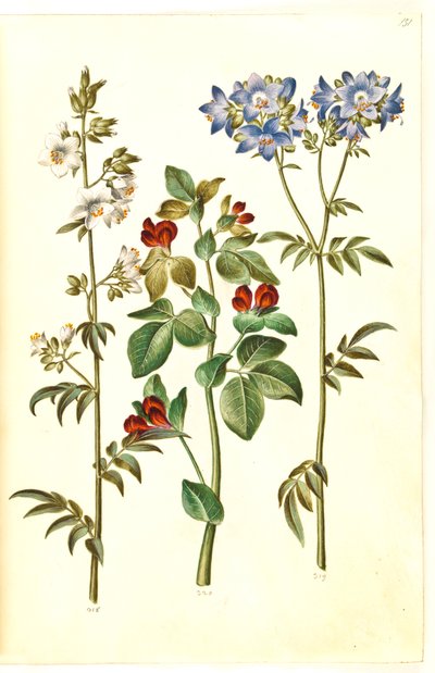 Polemonium caeruleum (Jacob
