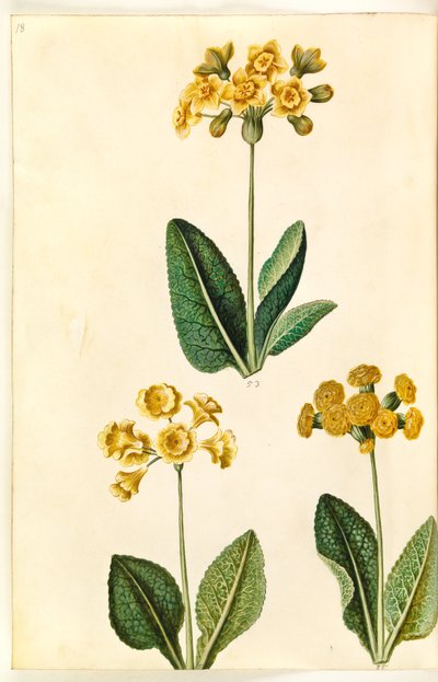 Primula ×polyantha (?); Primula veris (?) by Hans Simon Holtzbecker