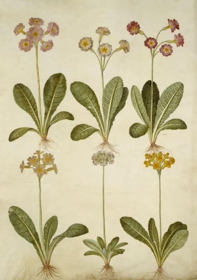 Primula veris (hybrid of cowslip); Primula farinosa (mealy primrose) by Hans Simon Holtzbecker
