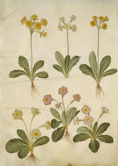 Primula veris (Hybrid of Cowslip); Primula vulgaris (Hybrid of Primrose) by Hans Simon Holtzbecker