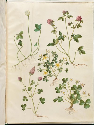 Trifolium repens (White Clover); Trifolium pratense (Red Clover); Oxalis corniculata (Creeping Wood Sorrel); Trifolium incarnatum (Crimson Clover); Oxalis acetosella (Wood Sorrel) by Hans Simon Holtzbecker