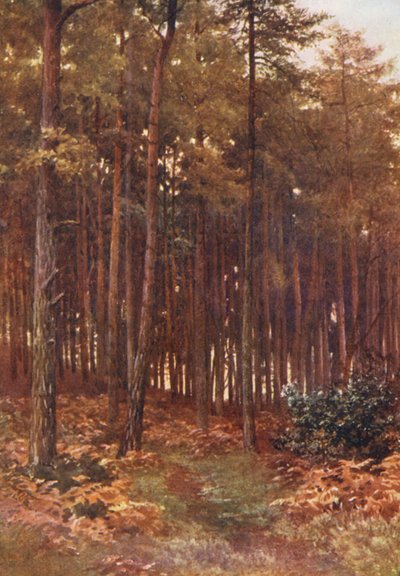 The Depths of a Fir Wood, Ripley by Harold Sutton Palmer