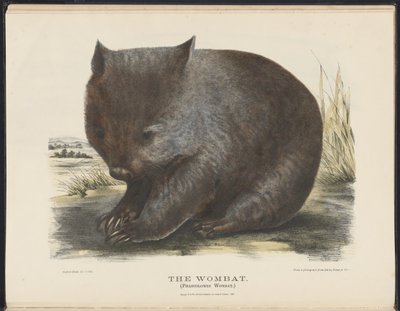 Mammals of Australia: The Wombat by Harriet Morgan