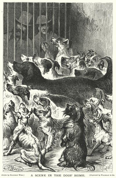 A Scene in the Dogs Home by Harrison William Weir