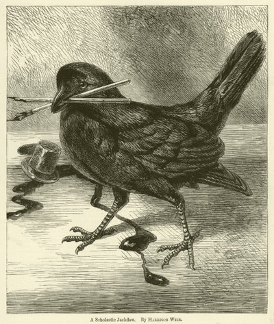 A Scholastic Jackdaw by Harrison William Weir