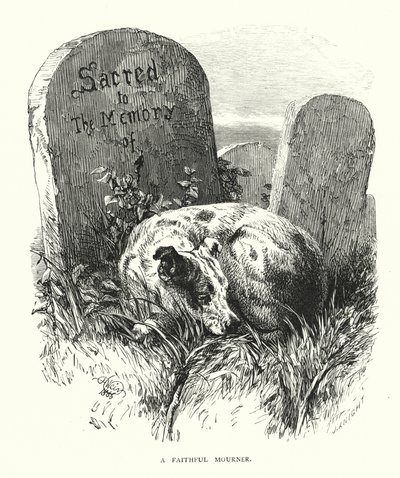 A Faithful Mourner by Harrison William Weir