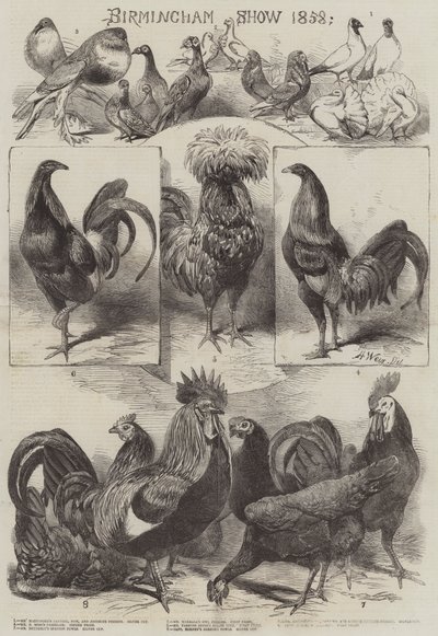 Birmingham Show 1858 by Harrison William Weir