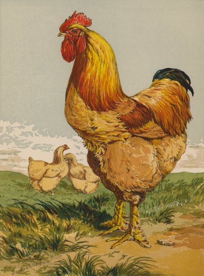 Buff Cochin Cock by Harrison William Weir