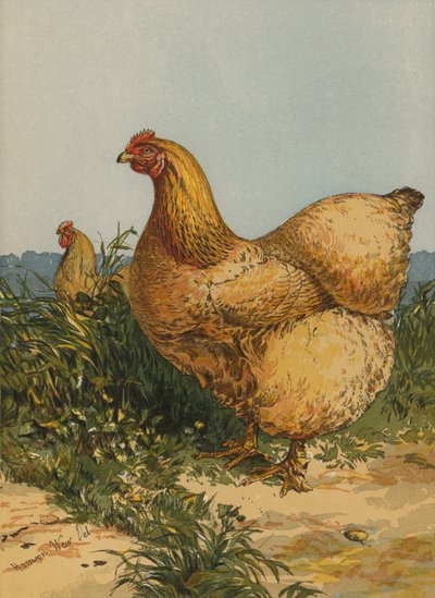 Buff Cochin Hen by Harrison William Weir